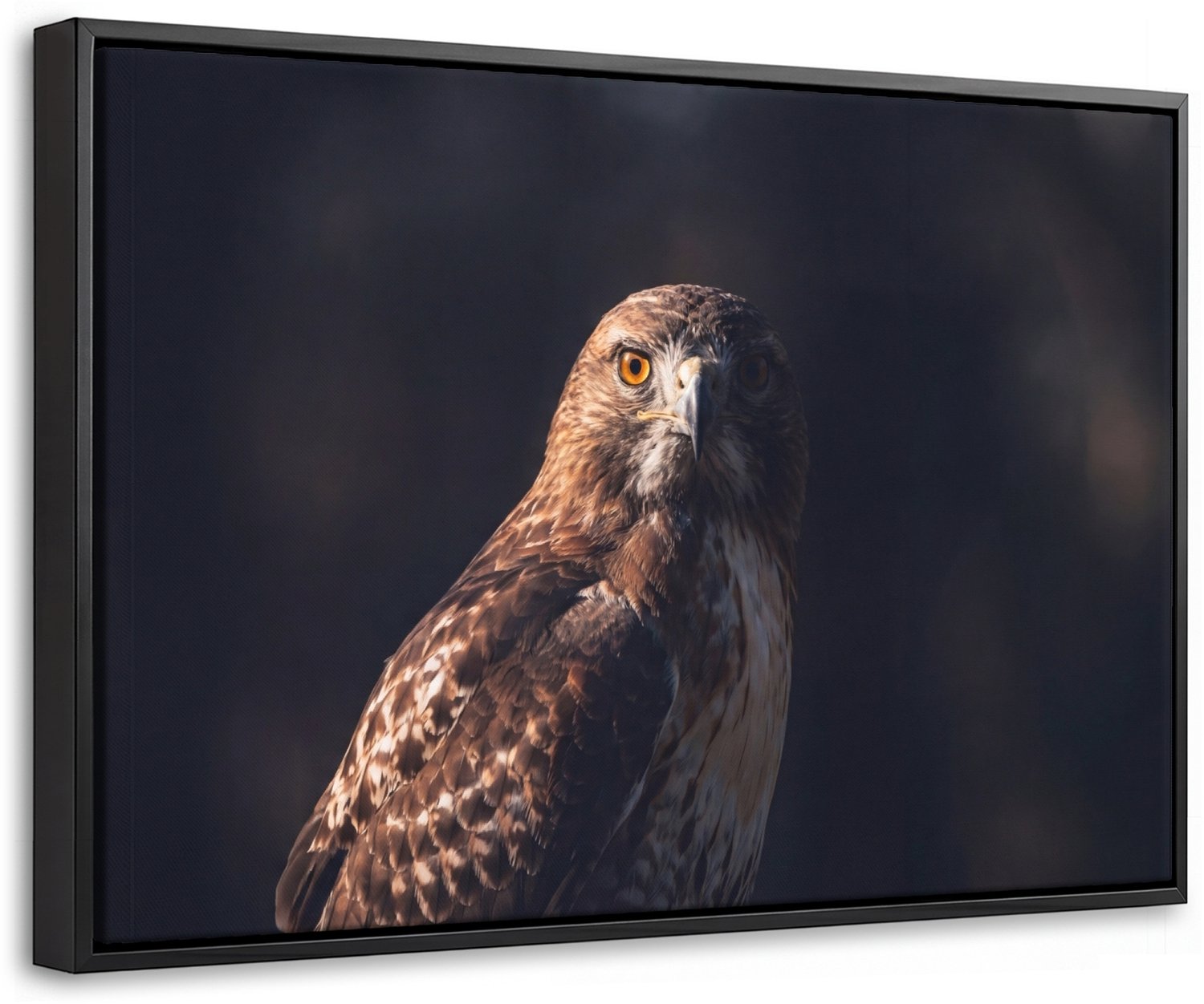 Canvas Schilderij met Baklijst 30x20cm - Roofvogel - Buizerd - Bruin - Muurdecoratie woonkamer - Slaapkamer decoratie - Kamer accessoires - Schilderijen op canvas met lijst