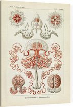 Gemmaria - Anthomedusae (Kunstformen der Natur), Ernst Haeckel - Foto op Canvas - 45 x 60 cm