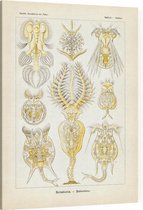 Pedalion - Rotatoria (Kunstformen der Natur), Ernst Haeckel - Foto op Canvas - 30 x 40 cm