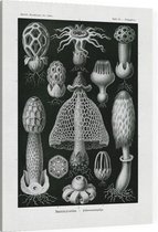 Dictyophora - Basimycetes (Kunstformen der Natur), Ernst Haeckel - Foto op Canvas - 30 x 40 cm
