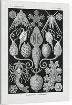 Placocystis - Amphoridea (Kunstformen der Natur), Ernst Haeckel - Foto op Canvas - 30 x 40 cm