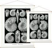 Ammonites - Ammonitida (Kunstformen der Natur), Ernst Haeckel - Foto op Textielposter - 120 x 160 cm