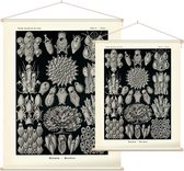 Flustra - Bryozoa (Kunstformen der Natur), Ernst Haeckel - Foto op Textielposter - 45 x 60 cm