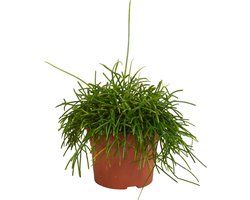 Rhipsalis baccifera Oasis 12 cm