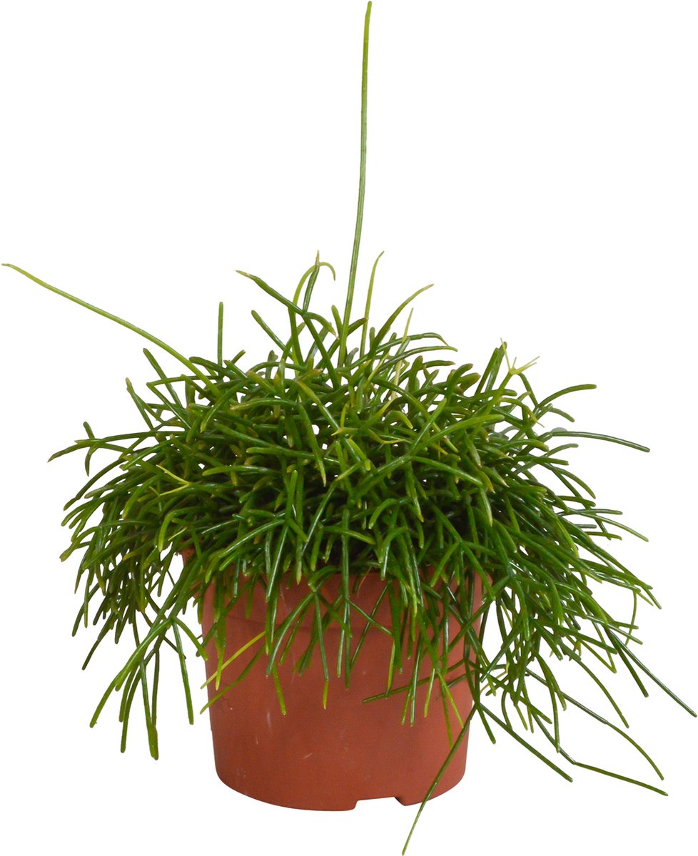 Rhipsalis baccifera Oasis 12 cm