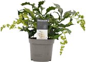 Decorum Clerodendrum Prospero