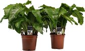 Decorum Duo Calathea Network – ↨ 50cm – ⌀ 17cm