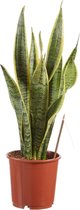 FloriaFor - Dypsis Lutescens (Areca) Met Elho B.for Soft Antracite - - ↨ 50cm - ⌀ 14cm