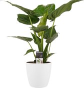 FloriaFor - Alocasia Cucullata - Elho Brussels White - - ↨ 65cm - ⌀ 19cm