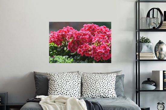 Sticker Muursticker Géranium - Fleurs de géranium rouge au jardin - 90x60 cm - film adhésif autocollant - sticker mural repositionnable