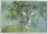 Poster Met Metaal Zilveren Lijst - Duiker Poster