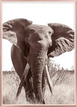 Poster Met Metaal Rose Lijst - Afrikaanse Bush Olifant Poster