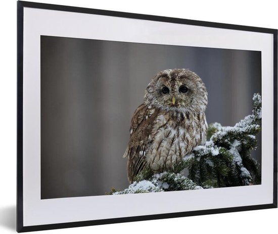 Fotolijst incl. Poster - Een besneeuwde bosuil kijkt in de camera - 60x40 cm - Posterlijst