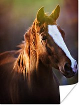 Poster Portret van een bruin paard in de zon - 60x80 cm