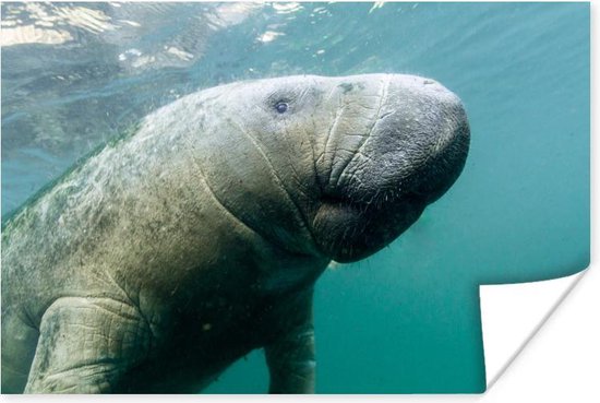 Affiche - Photo sous-marine d'un Lamantin - 30x20 cm