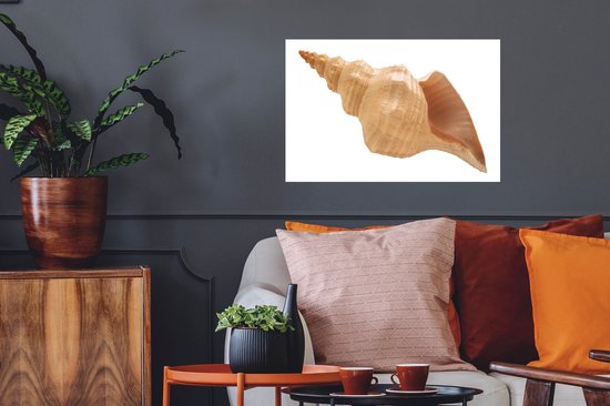 Stickers muraux - Film autocollant - Coquillage - Beige - Wit - 60x40 cm - Film adhésif - Stickers muraux Chambre d'enfant - Papier peint autocollant - Papier peint autocollant - Film autocollant