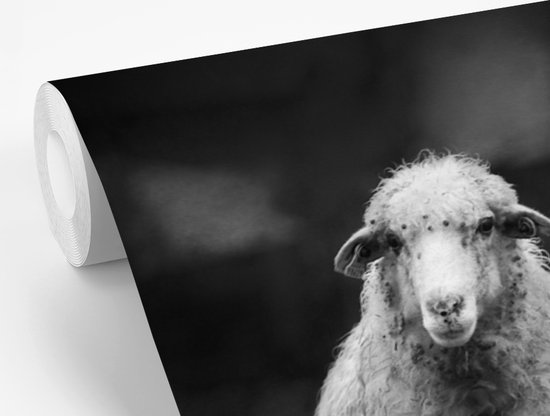 Papier peint photo peint vinyle - Mouton avec cloche largeur 600 cm x hauteur 400 cm - Tirage photo sur papier peint (disponible en 7 tailles)