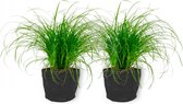 2x Diervriendelijke kamerplant -Cyperus Zumua - Kattengras 20cm hoog - in zwarte sierzak