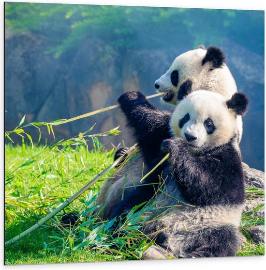 Dibond - Bamboe etend Pandakoppel - 100x100cm Foto op Aluminium (Wanddecoratie van metaal)