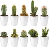 Ecoworld Mini Cactussen - Cactus plant - 10 stuks - Ø 6 cm - Hoogte 8-15 cm