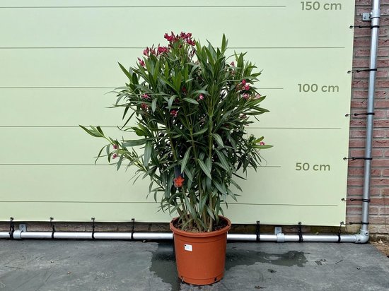 Rode Oleander - Nerium Oleander 80-100 cm