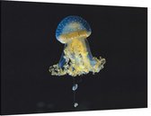 Blauw gele kwal - Foto op Canvas - 60 x 40 cm