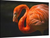 Flamingo op zwarte achtergrond - Foto op Canvas - 45 x 30 cm