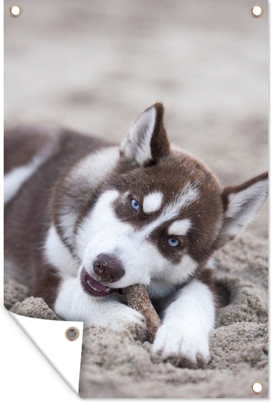 Husky chiot sur la plage affiche de jardin toile en vrac 40x60 cm - petit - toile de jardin / toile d'extérieur / Peintures pour l'extérieur (décoration de jardin)