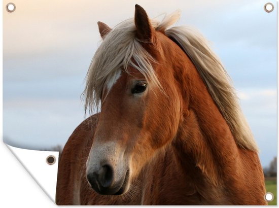 Haflinger cheval au pâturage affiche de jardin toile en vrac 160x120 cm - Toile de jardin / Toile d'extérieur / Peintures d'extérieur (décoration de jardin) XXL / Groot format!