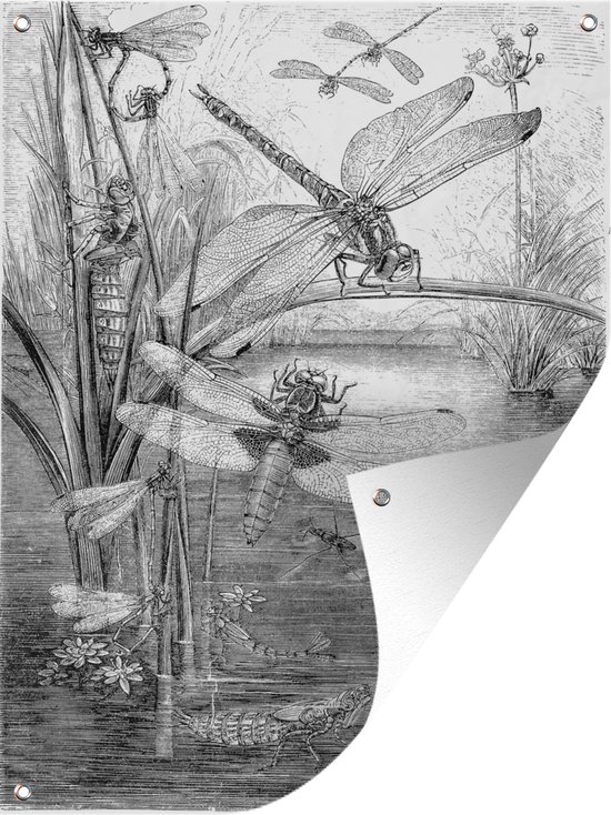Tuinposter - Een zwart-wit illustratie van enkele libellen