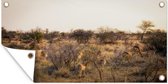 Tuinposter Landschap van het Krugerpark in Zuid-Afrika - 80x40 cm - Wanddecoratie Buiten - Tuinposter - Tuindoek - Schuttingposter - Tuinschilderij