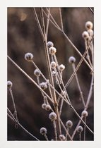 JUNIQE - Poster in houten lijst Frosted Stems -40x60 /Bruin & Paars