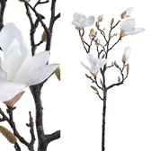 PTMD  magnolia bloem wit tak lang met knopen