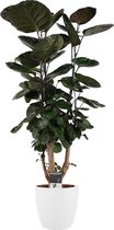 Polyscias Fabian vertakt met Elho brussels white ↨ 85cm - hoge kwaliteit planten