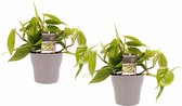 Duo Philodendron Scandens met potten Anna Taupe ↨ 15cm - 2 stuks - hoge kwaliteit planten