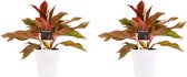 Duo 2 x Aglaonema Crete met Anna white ↨ 25cm - 2 stuks - hoge kwaliteit planten