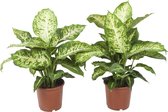 Dieffenbachia Mars ↨ 65cm - 2 stuks - hoge kwaliteit planten