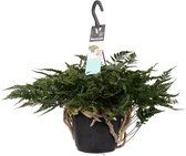 Humata teyermanii 'Bunny' ↨ 35cm - hoge kwaliteit planten