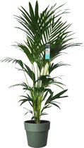 XL Kentia Palm in ELHO B.for pot (groen) ↨ 170cm - hoge kwaliteit planten - grote planten - XL plant - binnenplanten - buitenplanten - tuinplanten - potplanten - hangplanten - plan