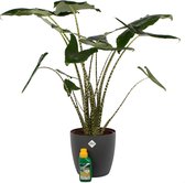Alocasia Zebrina met Elho sierpot en Pokon ↨ 100cm - hoge kwaliteit planten