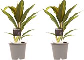 Duo 2x Cordyline Kiwi ↨ 40cm - 2 stuks - hoge kwaliteit planten