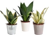 Mini Green | Trio Sansevieria in zink ↨ 15cm - 3 stuks - hoge kwaliteit planten