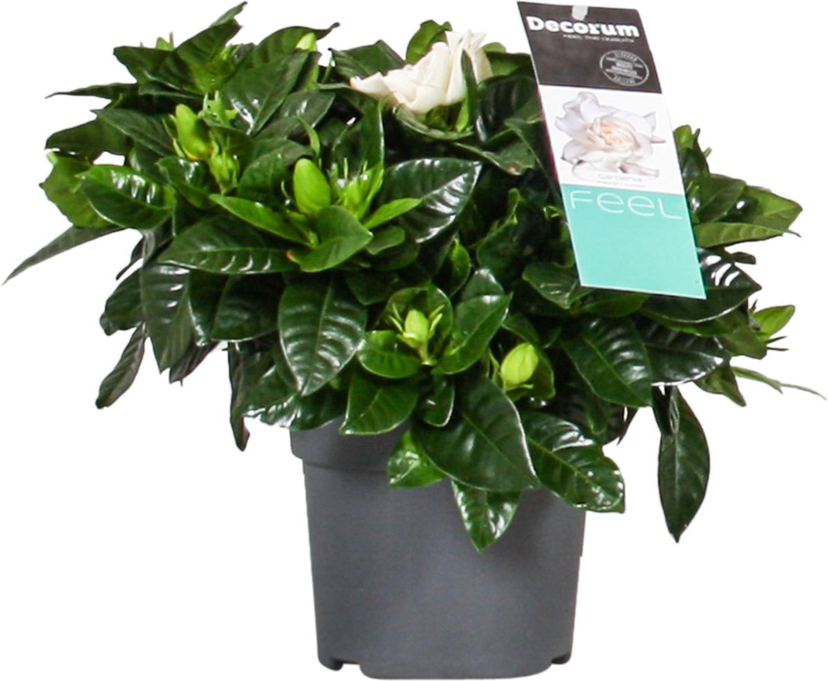 Saterkali Gardenia Kaapse Jasmijn Zaden, 100 Stuks Gardenia Kaapse Jasmijn Zaden Geurige Witte Bloem Bonsai Tuin Decor