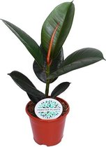 Kamerplant van Botanicly – Rubberboom – Hoogte: 40 cm – Ficus Elastica Robusta