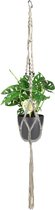 Monstera 'Monkey Leaf' incl. bloempothanger en sierpot - Gatenplant - Macrame hanger - ↑ 30-40cm - Pot-Ø 18cm