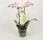 Orchidee van Botanicly – Orchidee – Hoogte: 50 cm, 2 takken – Phalaenopsis Multiflora Amaglad