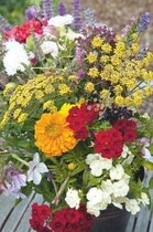 MRS Seeds & Mixtures Bloemenmengsel Geurende tuinen – 16 eenjarige bloemsoorten – trekt nuttige insecten aan – stimuleert de biodiversiteit - Voor bloementuinen en borders