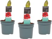 Decorum Hippeastrum Royal Red (3 stuks) – ↨ 25cm – ⌀ 13cm