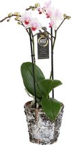 Orchidee van Botanicly – Vlinder orchidee in houten pot als set – Hoogte: 45 cm, 1 tak – Phalaenopsis Pico Sweet heart