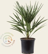 Chamaerops humilis 030/40